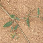 Boerhavia repens Leaf