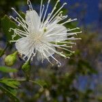 Morisonia verrucosa Flower