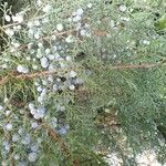 Juniperus osteosperma Fruto