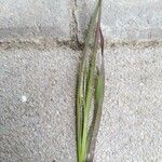 Echinochloa colonum Blad