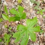 Diphylleia cymosa Hoja