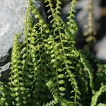 Asplenium trichomanes-ramosum অভ্যাস