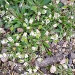 Draba verna عادت داشتن