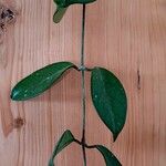 Hoya carnosa Frunză