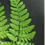 Dryopteris aemula Alia