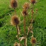 Dipsacus fullonumFlor