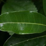 Melicope borbonica Leaf