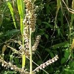 Echinochloa crus-galli Fruit