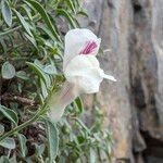 Antirrhinum sempervirens Flower