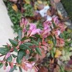 Abelia x grandiflora Flor