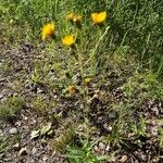 Hieracium umbellatumКвітка