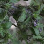 Marsypianthes chamaedrys Hábito