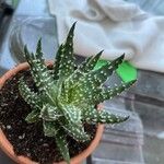 Aloe humilis Hoja