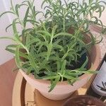 Salvia rosmarinoides Leaf