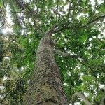 Anacardium excelsum Lubje