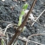 Clematis heracleifolia Φύλλο