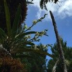 Angraecum striatum Habitus