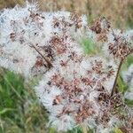 Eupatorium cannabinumFrucht