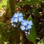 Myosotis alpestrisപുഷ്പം