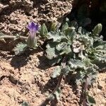 Campanula andrewsii Leaf