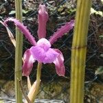 Cattleya elongata Цветок