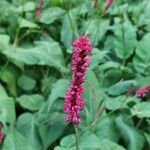 Bistorta amplexicaulis Floare