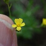 Linum corymbiferum 花