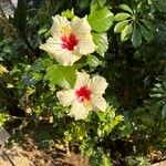 Hibiscus ovalifolius Flor