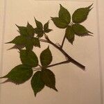 Rubus sulcatus পাতা