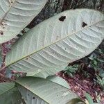 Eschweilera congestiflora Hoja