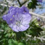 Phacelia distans Flower