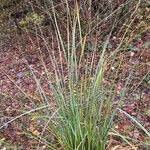 Carex paniculataFulla