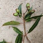 Corymbia gummifera Fruit