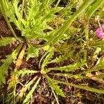 Plantago serraria Hoja
