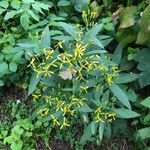 Senecio ovatus Habit