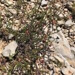 Fumana ericifolia Habit