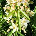 Pieris japonica Kwiat
