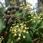 Hedera helix Owoc