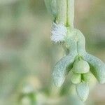 Salsola setifera 花