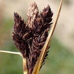 Carex parviflora Fruto
