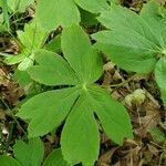 Podophyllum peltatum Fulla