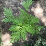 Artemisia annua ഇല