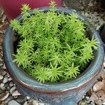 Sedum mexicanum Blad