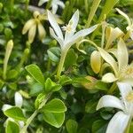 Turraea mombassana Λουλούδι