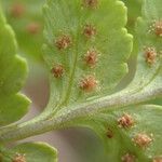 Dryopteris athamantica Leaf