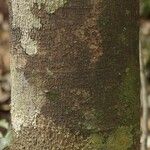 Macoubea guianensis Кора