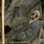 Camelina microcarpa Плод