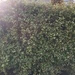 Pittosporum tenuifolium Leaf