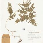 Selaginella parkeri Hoja