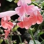 Salvia coccinea Blüte